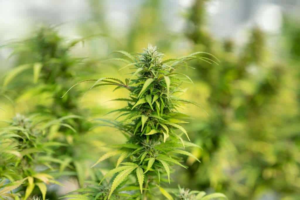 thc guide - % 2 thc guide - % 1