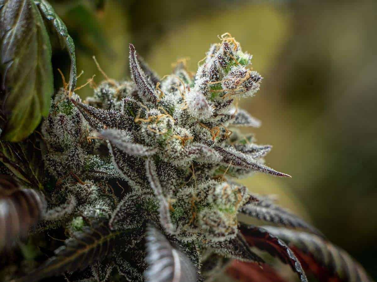 thca vs delta 8