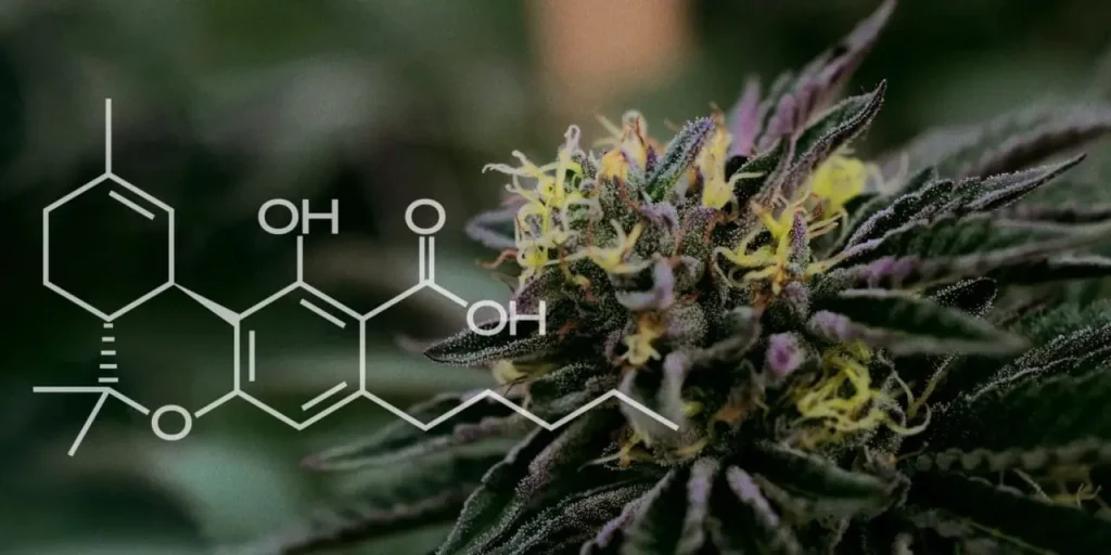 thca vs delta 8 - % 2 THCA - Tetrahydrocannabinolic acid