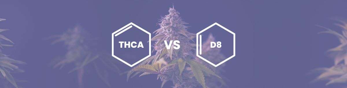thca vs delta 8 - % 1 THCA vs Delta 8