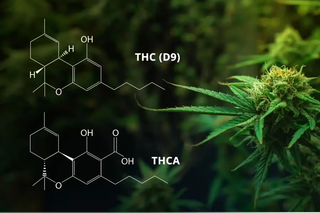 thca vs delta 9 - % 7 THCA vs. Delta 9 THC