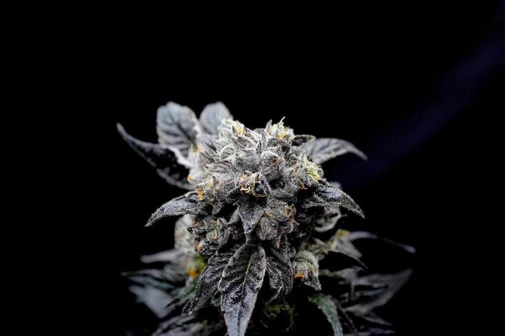 thca vs delta 8 - % 8 THCA vs. Delta 8